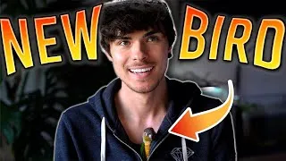 Thumbnail: I'm Getting Another Bird!