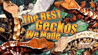 Thumbnail: Showing Off the BEST Crested Geckos We've Produced!