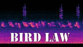 Thumbnail: Eavesdropping On Avians