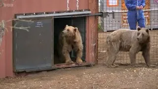 Thumbnail: Azerbaijan Bears Rescue