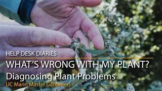 Thumbnail: What's Wrong with My Plant? How to Diagnose Plant Problems