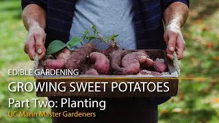 Thumbnail: Growing Sweet Potatoes Part 2: Planting