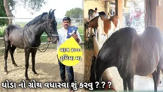 Thumbnail: ઘોડા નો ગ્રોથ વધારવા શુ કરવુ ? | marwadi horse vlog | horse video | Gujarati Vlogs | Uday Dangar