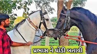 Thumbnail: પ્રભાસ ને ઘોડી બતાવી | Marwadi Horse Video | Horse Riding Vlog | Gujarati Vlog | Uday Dangar Vlogs