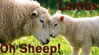 Thumbnail: Funny Dancing Lambs 🐑 │ Cute Oh Sheep! Dance Song
