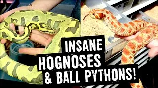 Thumbnail: INSANE HOGNOSE & BALL PYTHON MORPHS!! VISIT TO REPTILES FOR CENTURIES!