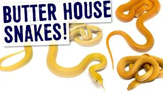 Thumbnail: BUTTER HOUSE SNAKE MORPH!