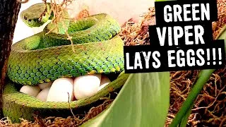 Thumbnail: PHILIPPINE PIT VIPER (Parias flavomaculatus) LAYS EGGS!
