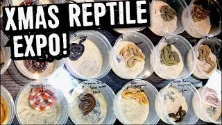 Thumbnail: XMAS REPTILE EXPO 2020!