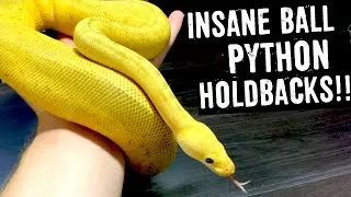 Thumbnail: BEAUTIFUL BALL PYTHON HOLDBACKS!