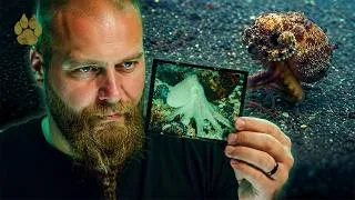 Thumbnail: The Ocean’s Smartest Escape Artist | FULL DOCUMENTARY | Ocean Wonders with The Blowfish