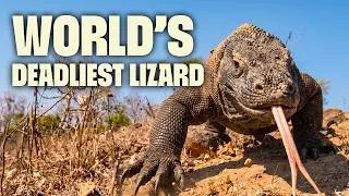 Thumbnail: Inside the Kingdom of the Komodo Dragon | FULL DOCUMENTARY | Wild Indonesia | @UltimateNatureDocs