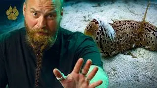 Thumbnail: Sea Creature That Ejects Its Organs to Escape | FULL DOCUMENTARY | Ocean Wonders with The Blowfish