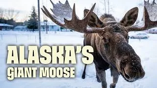 Thumbnail: The Most Dangerous Animal in Alaska’s Streets | FULL DOCUMENTARY | World's Wildest City: Anchorage