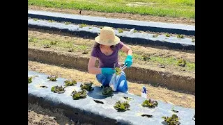 Thumbnail: Understanding Microbial Dynamics in an Agricultural Environment