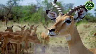 Thumbnail: Akagera adventure spoting the Big Five Face to Face