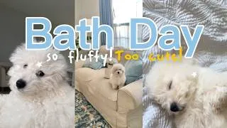 Thumbnail: PUPPY BATH DAY MINI VLOG | From messy to fluffy!