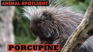 Thumbnail: Animal Spotlight | Porcupine