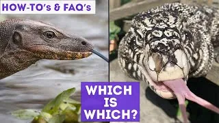 Thumbnail: FAQ | What Is The Difference Between Monitor Lizards and Tegus?