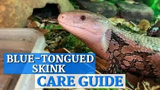 Thumbnail: Blue Tongue Skink In-Depth Care Guide