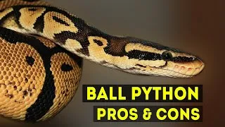 Thumbnail: Ball Python Pros & Cons as Pet Snakes!