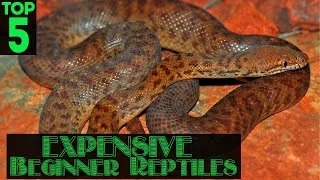 Thumbnail: Top 5 Best EXPENSIVE Beginner Pet Reptiles!