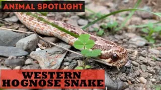 Thumbnail: Animal Spotlight | Western Hognose Snake