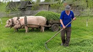 Thumbnail: Interesting rural life of an elderly couple! Haymaking, and unusual helpers on the farm!