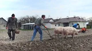 Thumbnail: Interesting rural life of a large family! We plant potatoes, we take care of the farm!