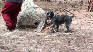 Thumbnail: Saving the Dog