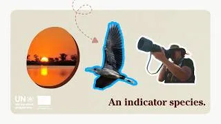 Thumbnail: What will it take to save the Slaty Egret?