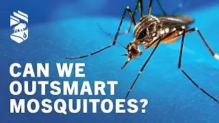 Thumbnail: Can We Outsmart Mosquitoes?