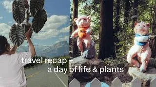 Thumbnail: travel recap, apartment reset, plant updates & selling all my anthurium?!