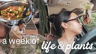 Thumbnail: A week of life and plants | plant care, meal prep and mom life