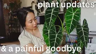 Thumbnail: plant updates and saying goodbye to one of my favorites 😢