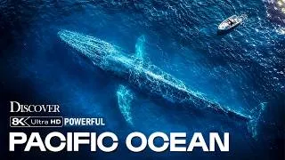 Thumbnail: Pacific Ocean: The Most Powerful Animals in Earth’s Largest Ocean