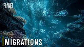 Thumbnail: The Great Ocean Migration 4K | The Epic Survival Journey of Earth’s Marine Giants