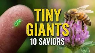 Thumbnail: 10 Tiny Things Keeping the Planet Alive