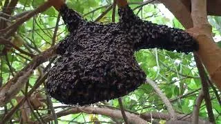 Thumbnail: 🐝 Honey Bee Comb in HD | Relaxing Bird & Insect Nature Sounds