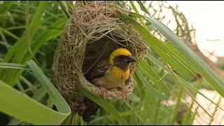 Thumbnail: The Incredible Nest of the Baya Weaver