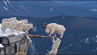 Thumbnail: Incredible Escape! - |  A Mountain Goat Leaps 15 Feet to Survive