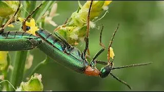 Thumbnail: Relax with Nature | The Hidden Life of the Fly | Wildlife Documentary