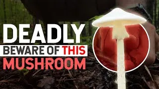 Thumbnail: The Destroying Angel: A Deadly Mushroom is in the Forest whose Biochemistry is Fascinating.