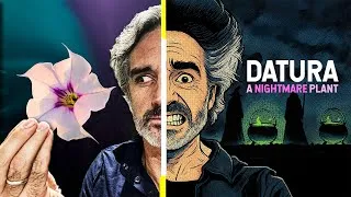 Thumbnail: "THE WORST TRIP OF MY LIFE" : DATURA - The Stuff of Nightmares