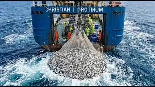 Thumbnail: Awe-inspiring sight: Hauling in tons of giant fish on a super-trawler in the open ocean.