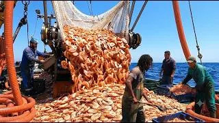 Thumbnail: Hauling in nets to harvest tons of giant, fresh sea shrimp in the vast open ocean.