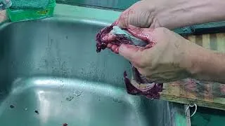 Thumbnail: Tuna fish cleaning