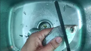 Thumbnail: fish cleaning
