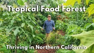 Thumbnail: Backyard Tropical Food Forest in Northern California
