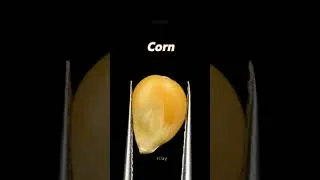 Thumbnail: How every grain, cereal pop?